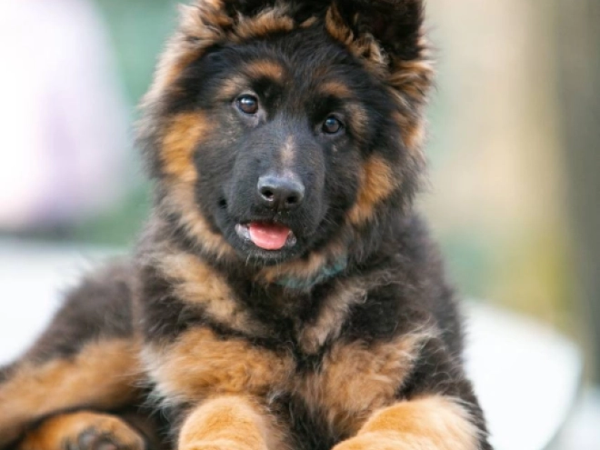Deutscher Schäferhund Welpe zu verkaufen