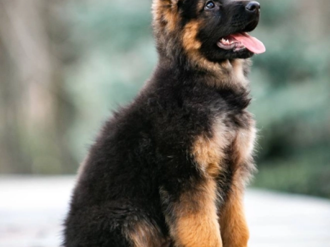 Deutscher Schäferhund Welpe zu verkaufen