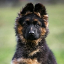 German Shepherd Dog puppy for sale