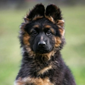 German Shepherd Dog puppy for sale