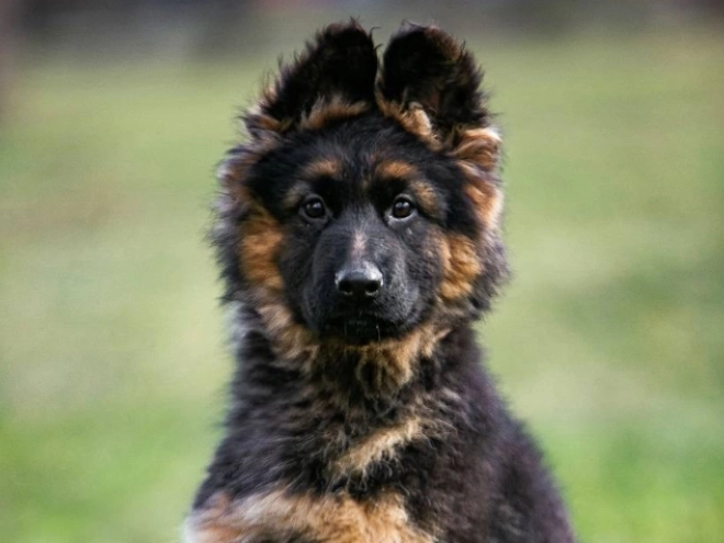 Deutscher Schäferhund Welpe zu verkaufen