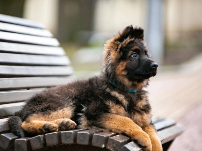 Deutscher Schäferhund Welpe zu verkaufen
