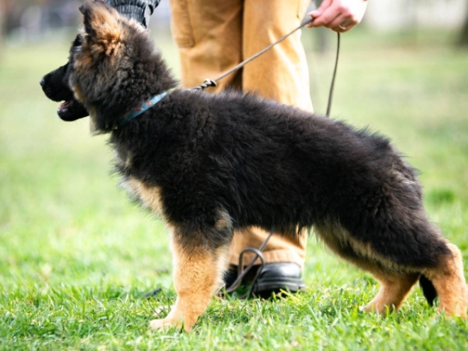 Deutscher Schäferhund Welpe zu verkaufen