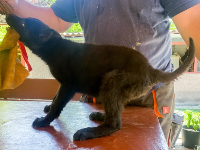 Perros Pastor Alemán en venta