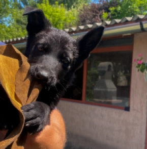 Perros Pastor Alemán en venta