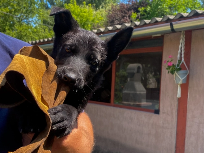 Perros Pastor Alemán en venta