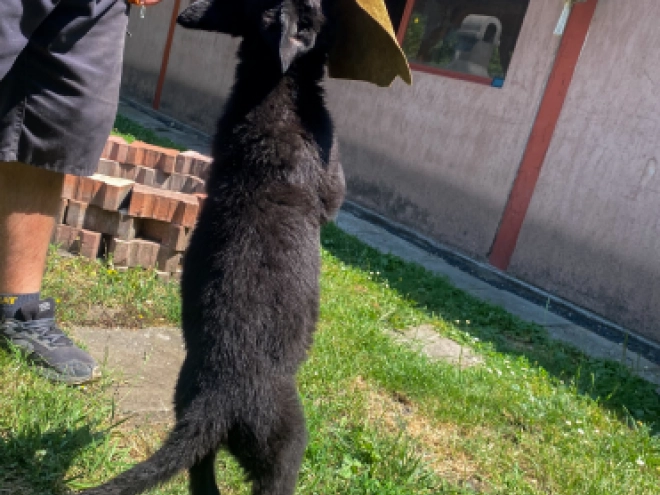 Perros Pastor Alemán en venta