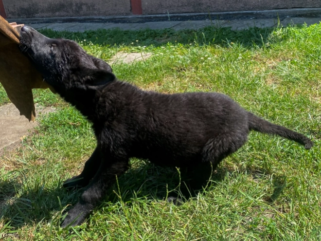 Perros Pastor Alemán en venta
