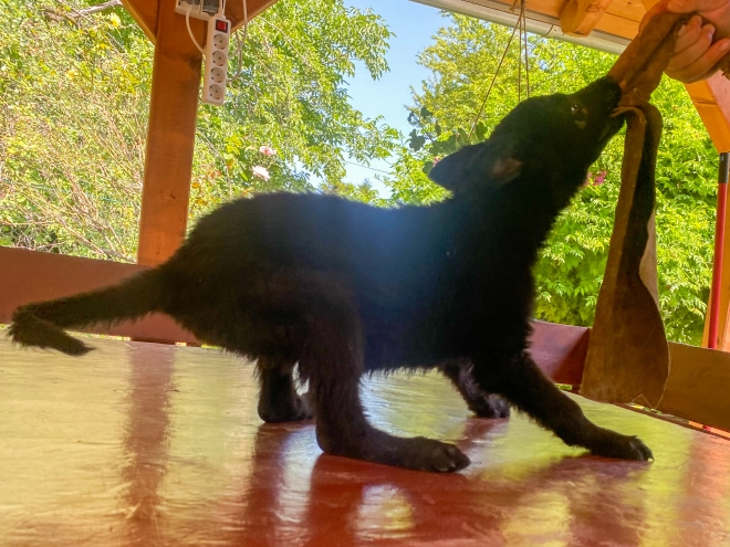 Perros Pastor Alemán en venta