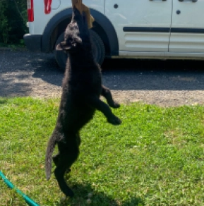 Perros Pastor Alemán en venta