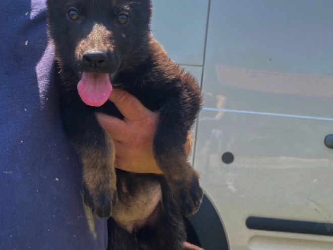Deutscher Schäferhund Welpe kaufen