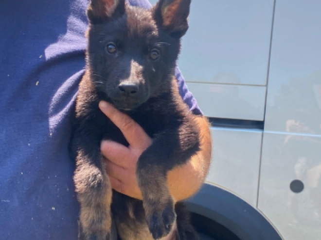 Deutscher Schäferhund Welpe kaufen