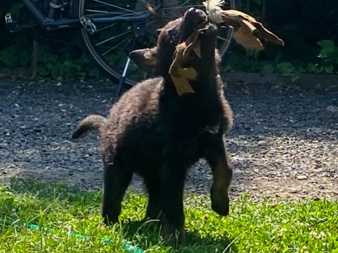 Deutscher Schäferhund Welpe kaufen