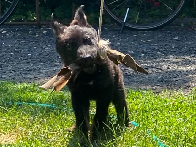 Deutscher Schäferhund Welpe kaufen