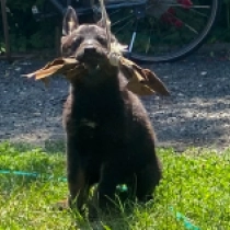 Liberty, bicolor German Shepherd Dog for sale