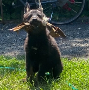 Perros Pastor Alemán en venta