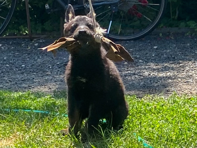 Deutscher Schäferhund Welpe kaufen
