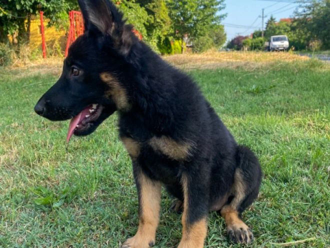 Perros Pastor Alemán en venta
