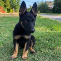 Strongheart, bicolor German Shepherd Dog for sale