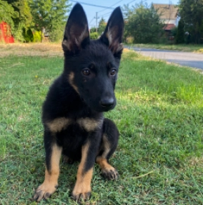 Perros Pastor Alemán en venta