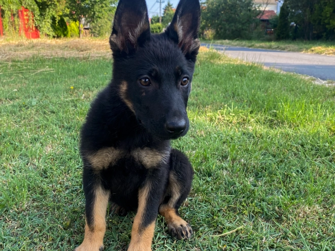 Perros Pastor Alemán en venta