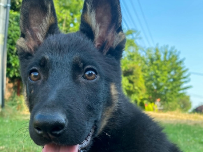 Perros Pastor Alemán en venta
