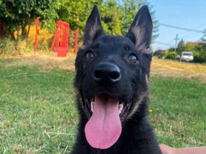 Perros Pastor Alemán en venta