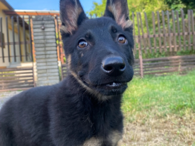 Perros Pastor Alemán en venta