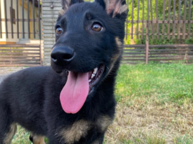 Perros Pastor Alemán en venta