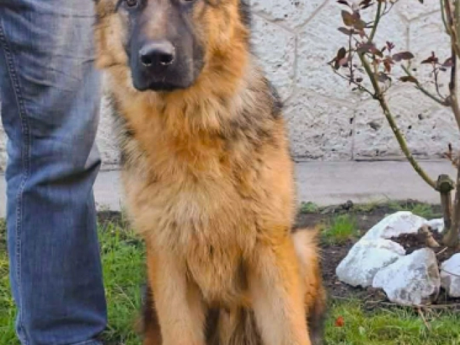 German Shepherd Dog puppy for sale
