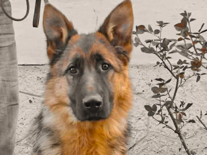 German Shepherd Dog puppy for sale