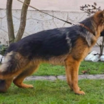 Alpha, black and tan Pastor Alemán en venta