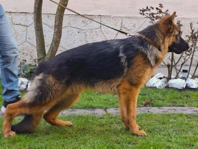 German Shepherd Dog puppy for sale