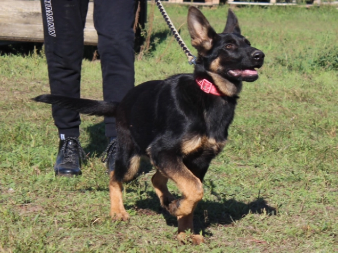German Shepherd Dog puppy for sale