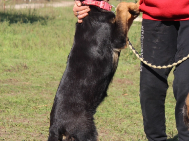 German Shepherd Dog puppy for sale