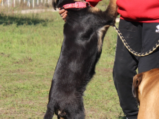 German Shepherd Dog puppy for sale