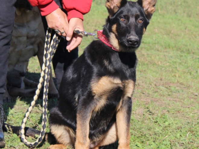 German Shepherd Dog puppy for sale