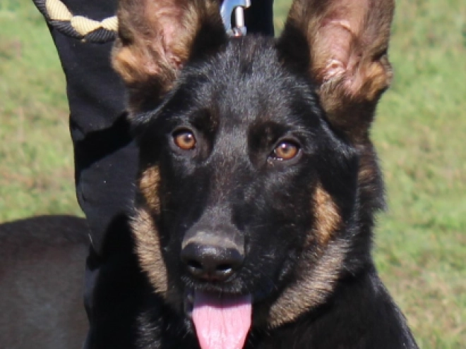 German Shepherd Dog puppy for sale