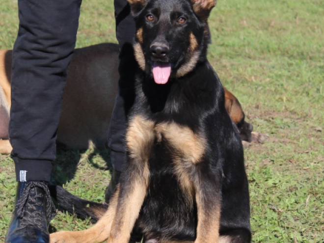 German Shepherd Dog puppy for sale