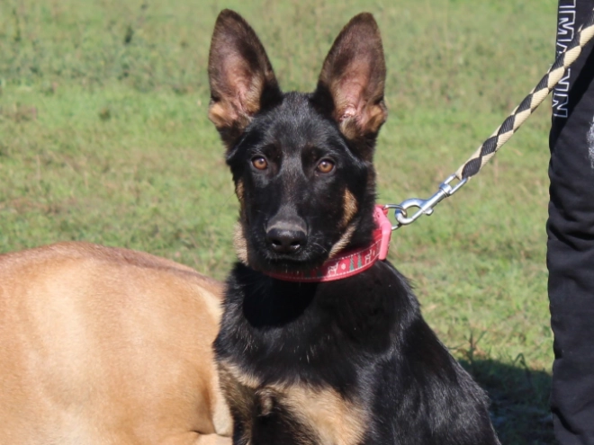 German Shepherd Dog puppy for sale