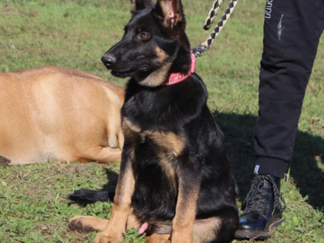 German Shepherd Dog puppy for sale