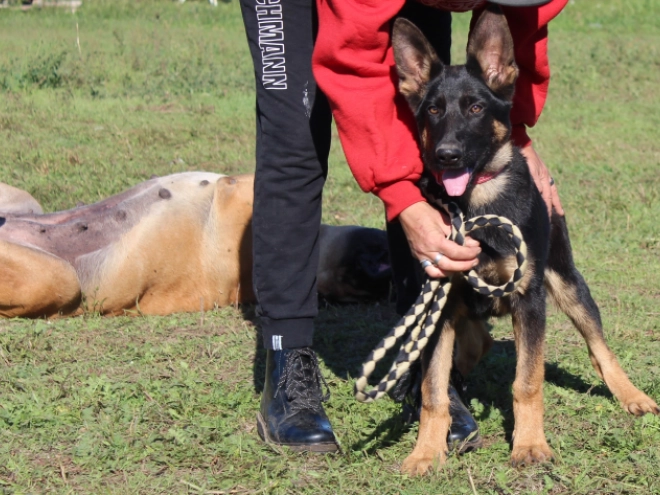 German Shepherd Dog puppy for sale