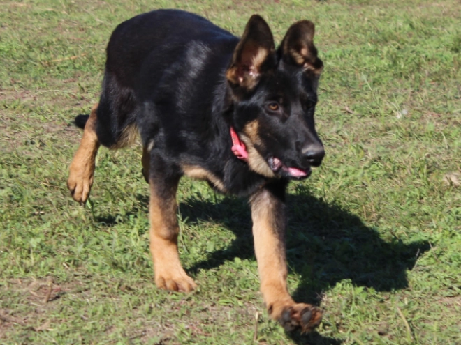 German Shepherd Dog puppy for sale