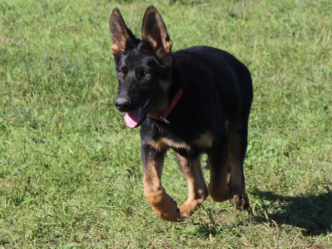 German Shepherd Dog puppy for sale