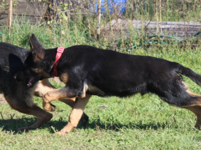 German Shepherd Dog puppy for sale