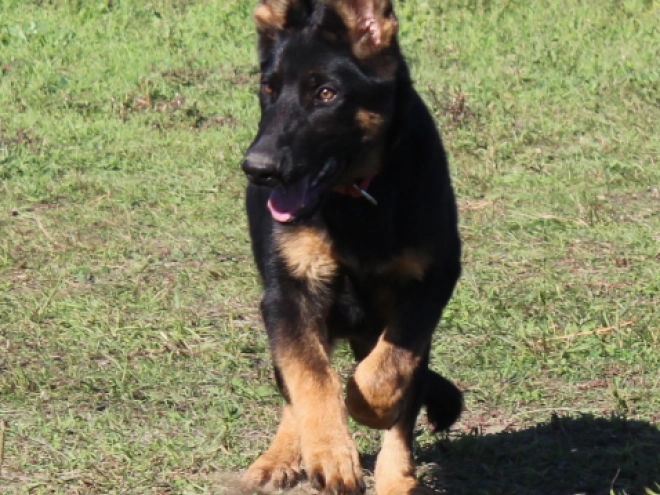 German Shepherd Dog puppy for sale