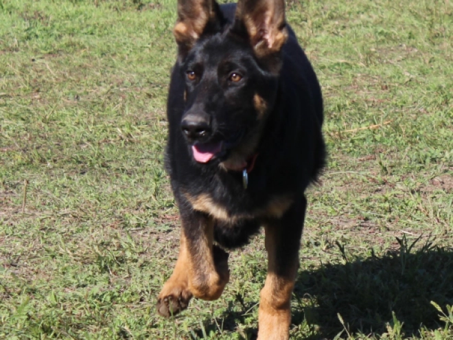 German Shepherd Dog puppy for sale