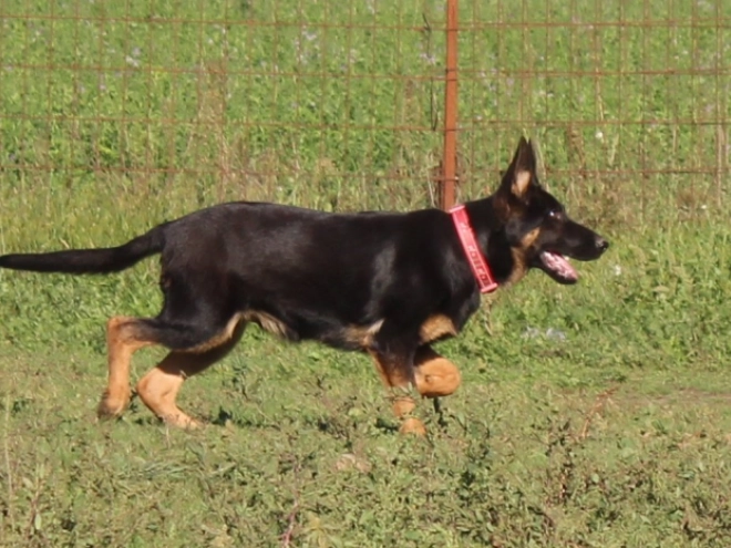 German Shepherd Dog puppy for sale