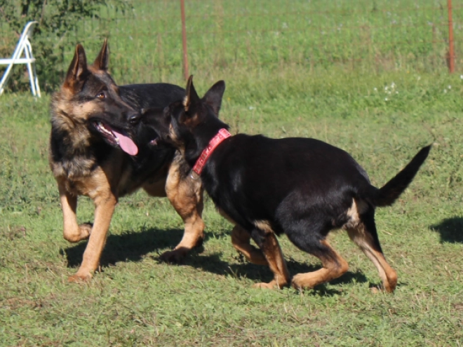 German Shepherd Dog puppy for sale