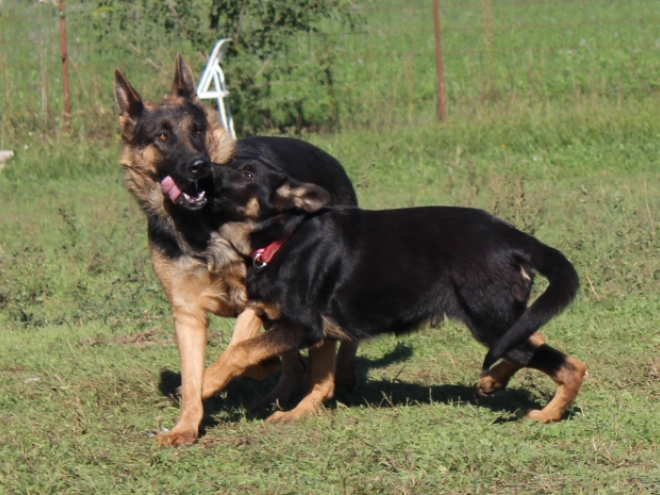 German Shepherd Dog puppy for sale